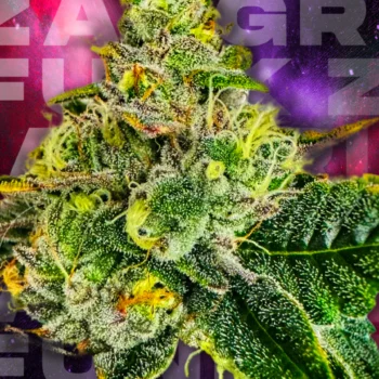 ZANGRIA FUNK SEEDS